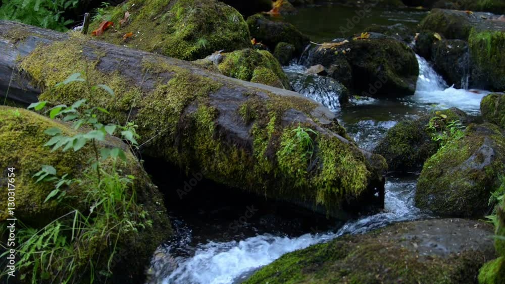 Oregon Cascades Thick Moss covered fallen trees Watson Creek Oregon Cascades Thick Moss covered fallen trees Watson Creek