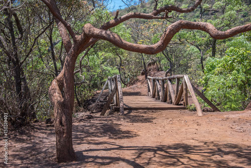 Curved, crooked tree, wooden bridge and red earth in Municipal Mangabeiras Park, Belo Horizonte, Brazil