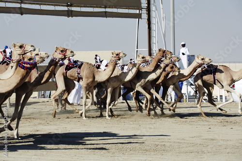 Camel racing at Al Shahaniya race track, 20km outside Doha, Qatar photo