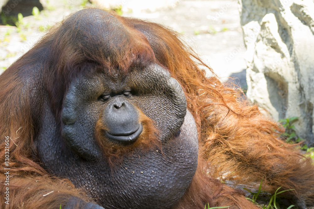 Image of a big male orangutan orange monkey on natural backgroun Stock  Photo | Adobe Stock