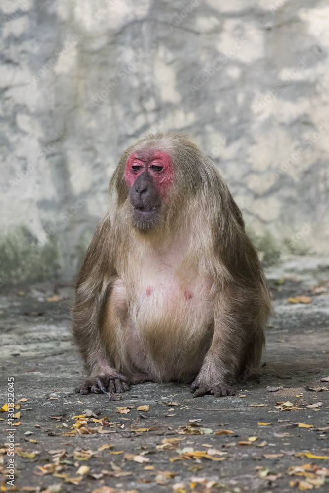 Naklejka premium Image of a monkey on nature background.. Wild Animals. (Stump-ta
