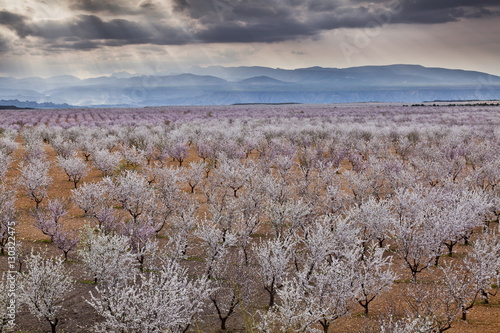 Spring almond blossom, Andalucia, Spain