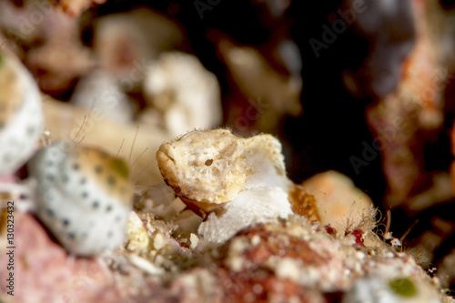 Baby devil scorpionfish (Scorpaenopsis diabolus), Sulawesi, Indonesia