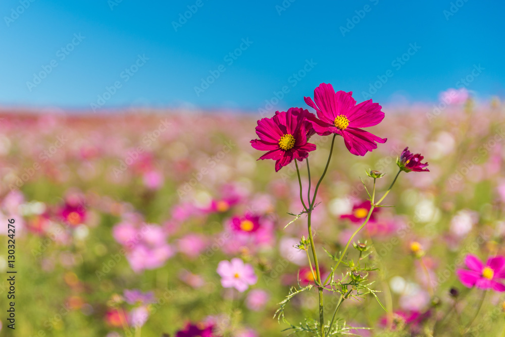 Cosmos flower in Hitachi Park