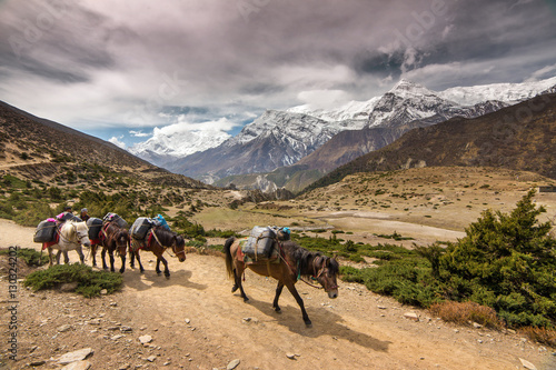 Fototapeta Naklejka Na Ścianę i Meble -  Horses of a trekker group on the Annapurna circuit trekking rout