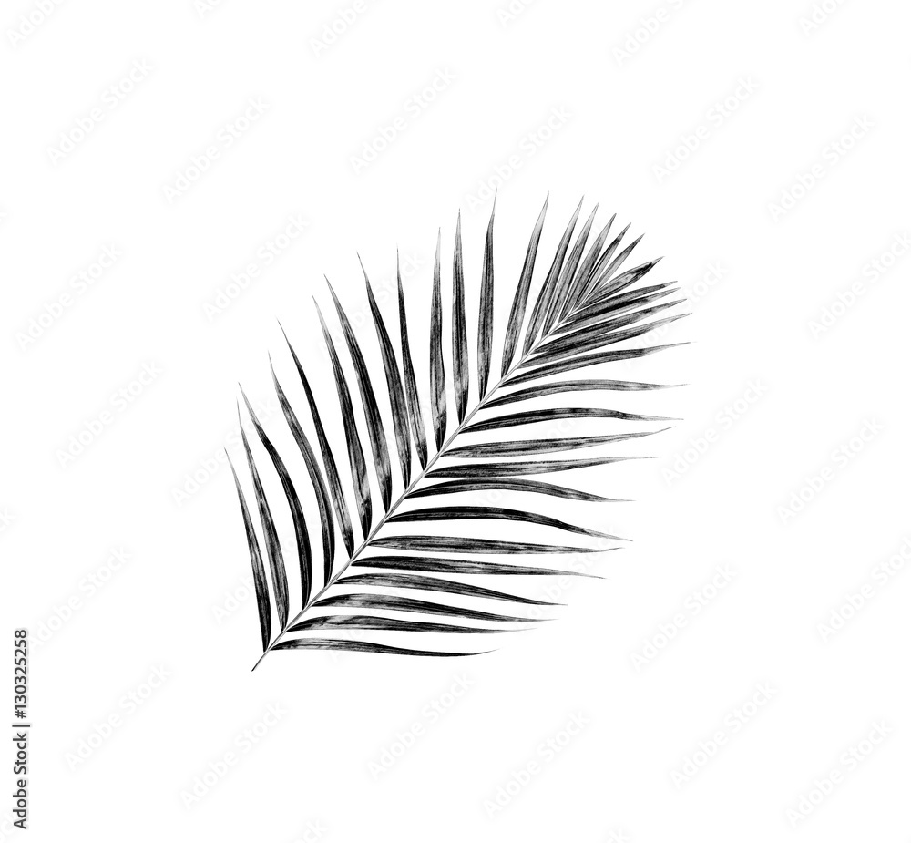 Fototapeta premium black leaves of palm tree on white background