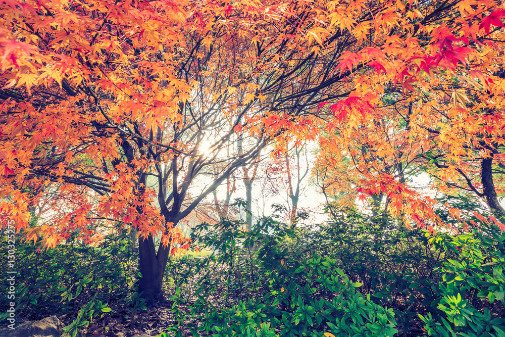 Autumn maple landscape in the foggy morning Autumn maple landscape in the foggy morning