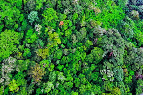 Aerial view of forest