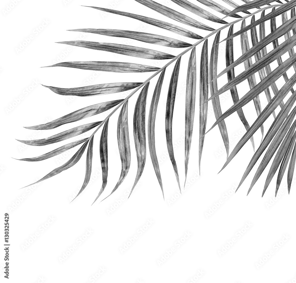 Naklejka premium black leaves of palm tree on white background