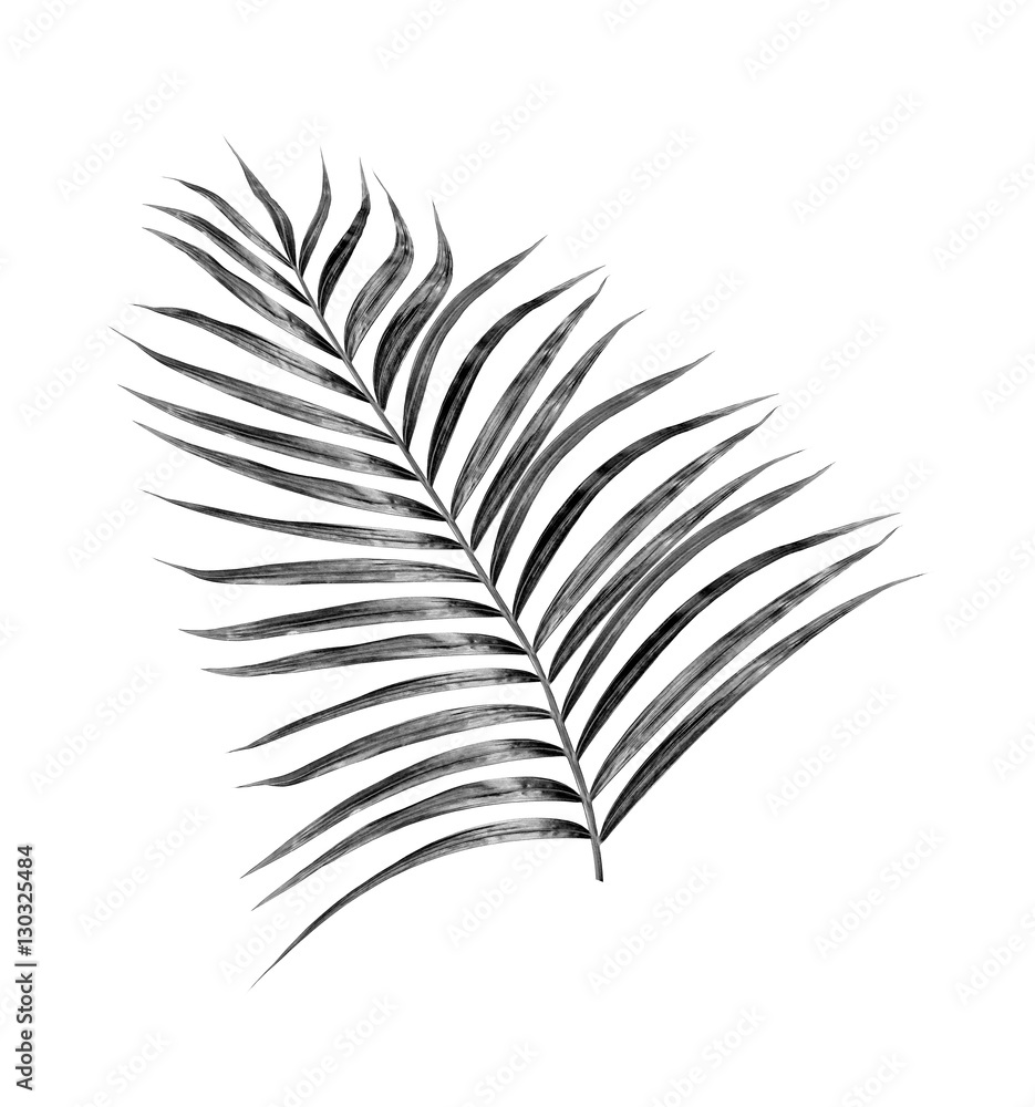 Fototapeta premium black leaves of palm tree on white background