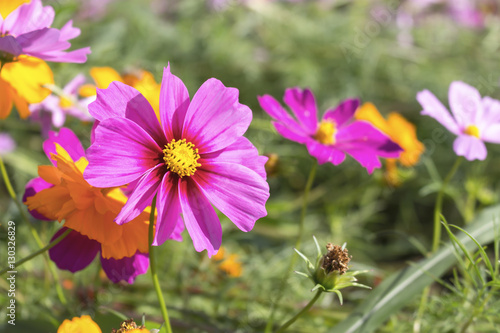 cosmos flowers in the garden. over sunlight and soft-focus in the background