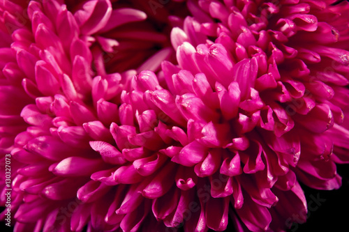 Beautiful pink flower  closeup