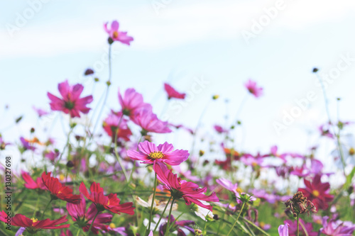 cosmos flowers in the garden. over sunlight and soft-focus in the background. film color tone