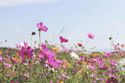 cosmos flowers in the garden. over sunlight and soft-focus in the background. film color tone