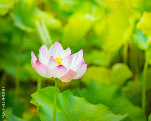 Fototapeta Naklejka Na Ścianę i Meble -  Closeup lotus flower