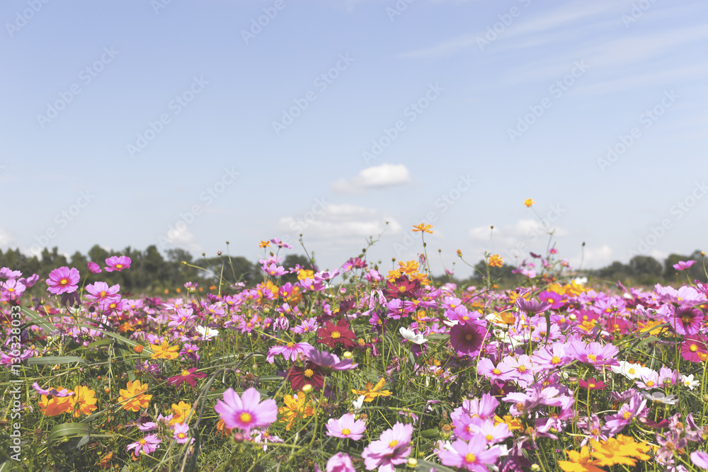 cosmos flowers in the garden. over sunlight and soft-focus in the background. film color tone cosmos flowers in the garden. over sunlight and soft-focus in the background. film color tone