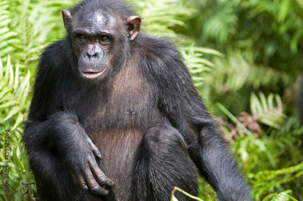 Rehabilitated orphaned chimpanzee (Pan troglodytes) released back into natural habitat, Parc de la Lekedi, Haut-Ogooue, Gabon Rehabilitated orphaned chimpanzee (Pan troglodytes) released back into natural habitat, Parc de la Lekedi, Haut-Ogooue, Gabon