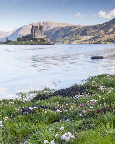 Seathrift flowers in front of Eilean Donan castle and Loch Duich, Highlands, Scotland photo