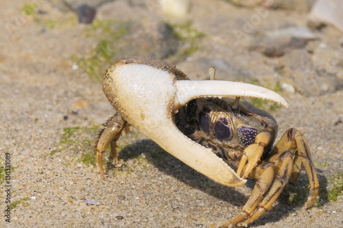Male European fiddler crab (Uca tangeri) waving its large right claw, Tavira, Algarve, Portugal
