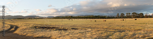 Foto Farm pasture with beef cattle