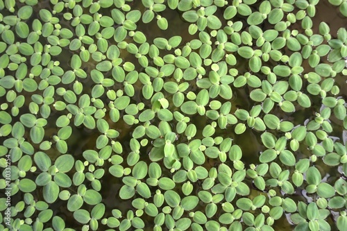 close up duckweed photo