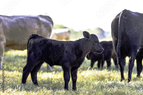 Fototapet Black Angus crossbred calf in herd
