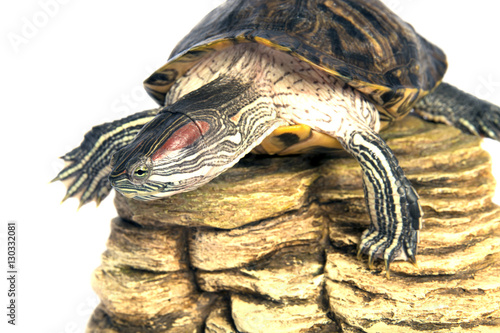 tuttle trachemys scripta isolated photo