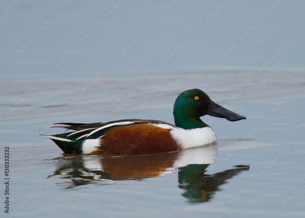 Obraz premium Mallard, seen in the wild in a North California marsh