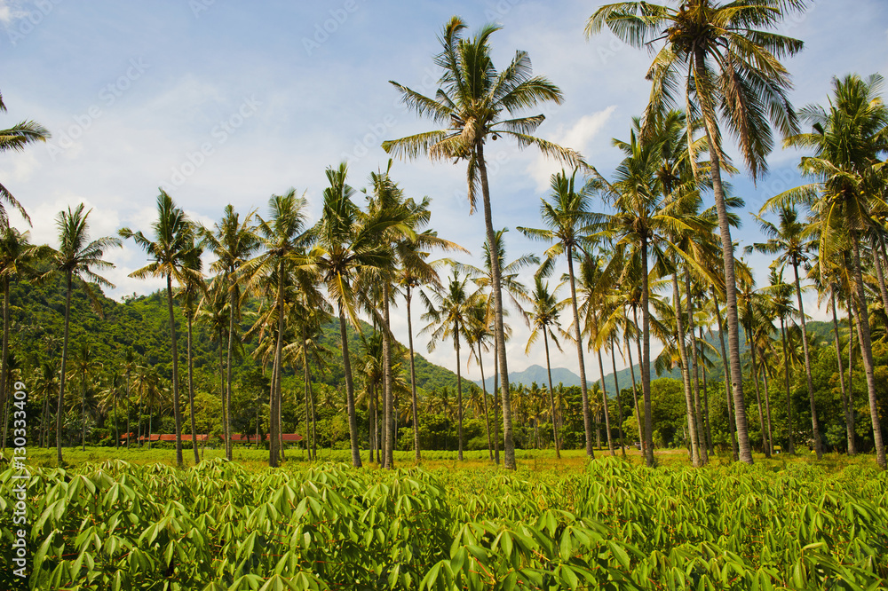 Tropical palm trees, Mangsit Beach, Lombok, Indonesia Tropical palm trees, Mangsit Beach, Lombok, Indonesia