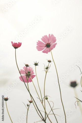 Pink cosmos flowers © Successo images
