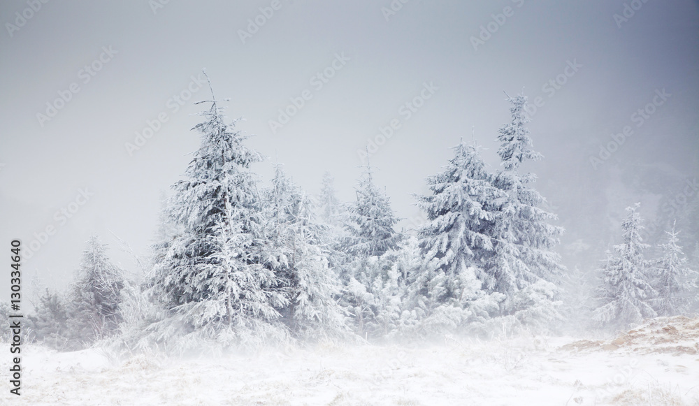 Fototapeta premium amazing winter sunrise through fog in the mountains