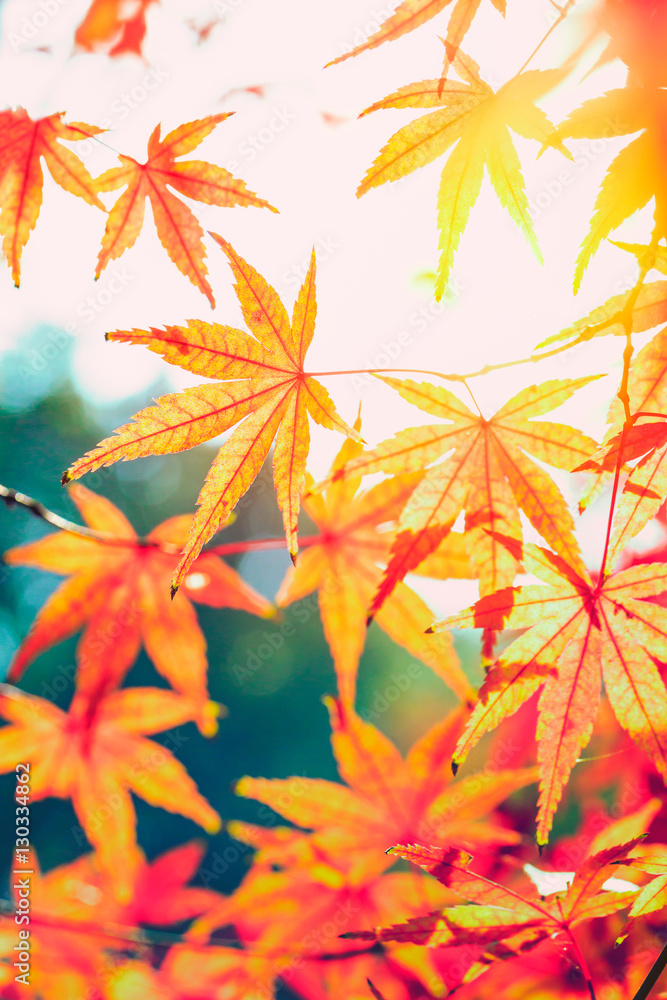 Autumn maple leaves background Autumn maple leaves background