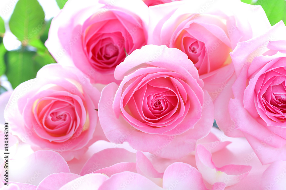 美しいピンクのバラのクローズアップ、バラの花びら背景,Beautiful bunch of pink roses on rose petals background
