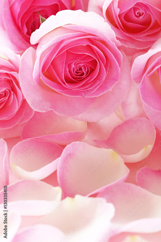 美しいピンクのバラのクローズアップ、バラの花びら背景,Beautiful bunch of pink roses on rose petals background