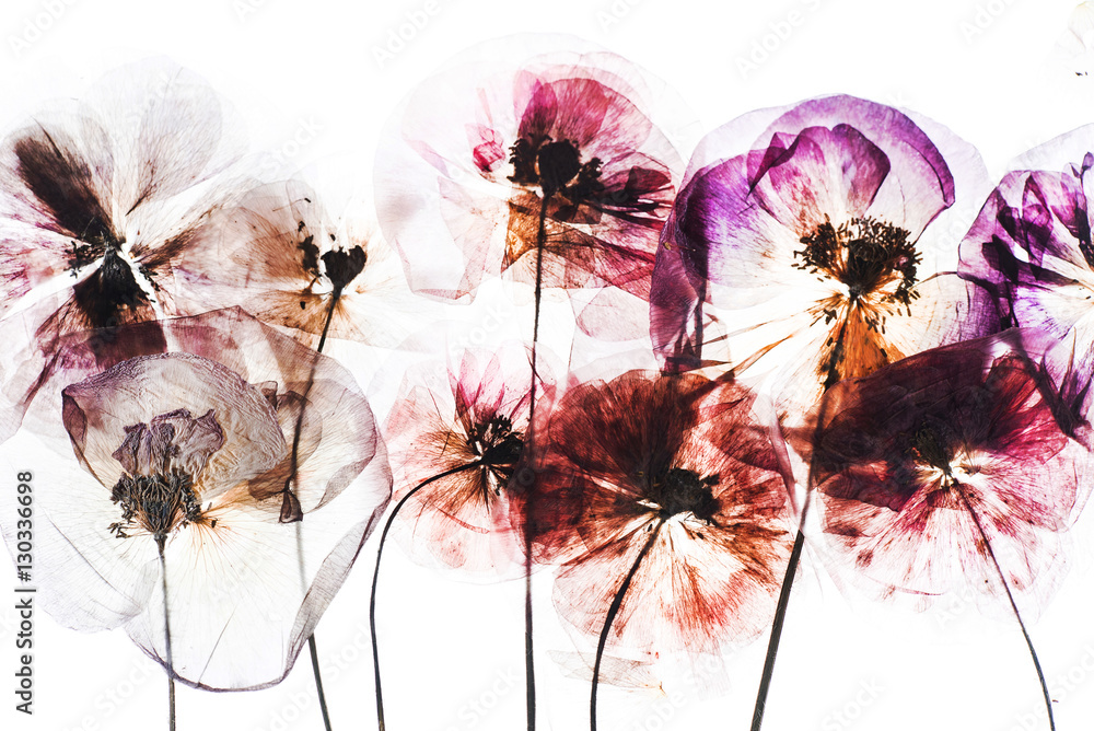 dry poppy flowers Stock-Foto | Adobe Stock