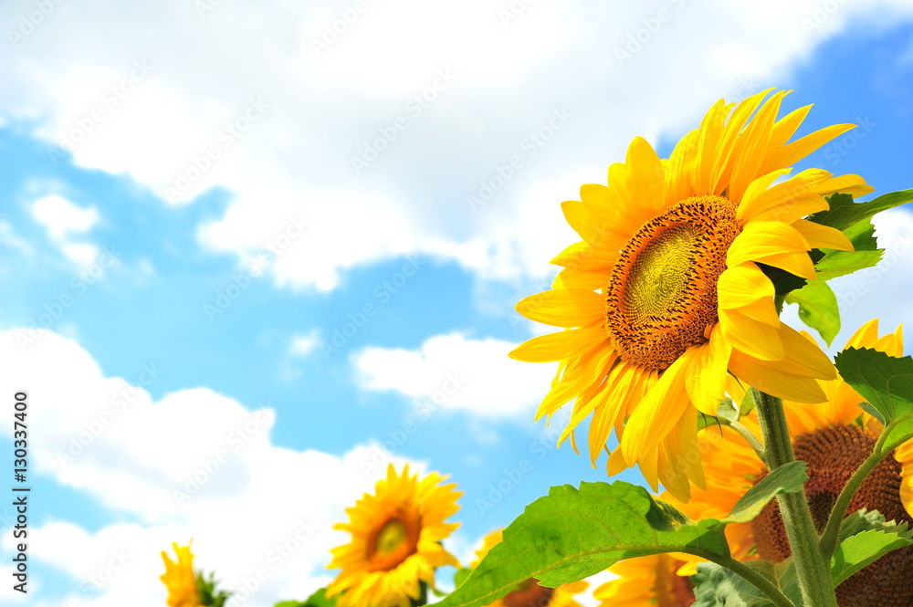 Fototapeta premium Sunflower Fields in Japan