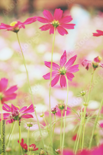 Pink cosmos flowers