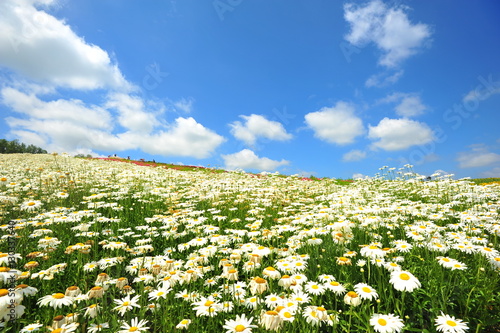 Colorful Flower Fields in Japan