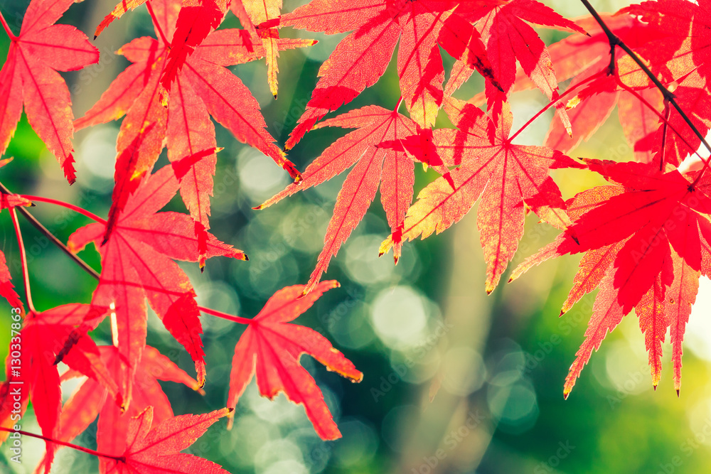 Autumn maple leaves background Autumn maple leaves background