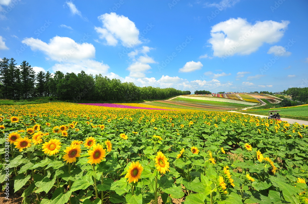 Colorful Flower Fields in Japan