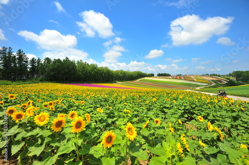 Colorful Flower Fields in Japan © karinkamon