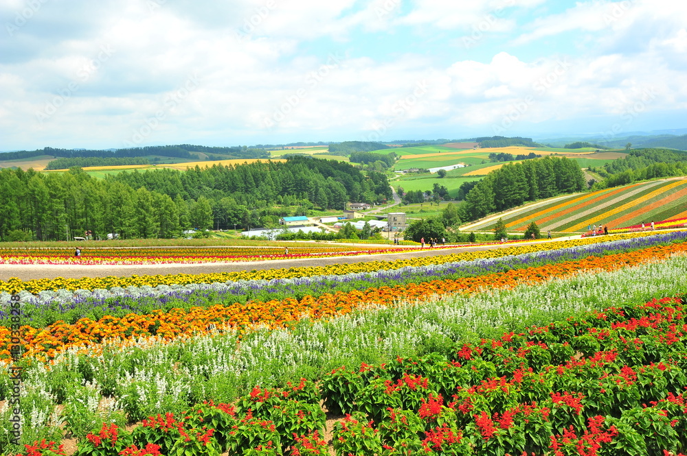 Colorful Flower Fields in Japan Colorful Flower Fields in Japan