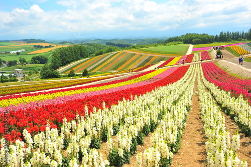 Colorful Flower Fields in Japan