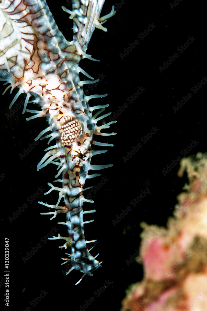 Ornate ghostpipefish (Solenostomus paradoxus) female, Sulawesi, Indonesia Ornate ghostpipefish (Solenostomus paradoxus) female, Sulawesi, Indonesia