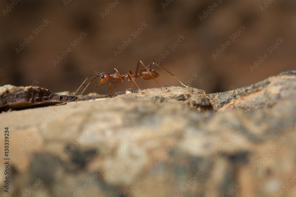 closed up : Red ant working on tree in the garden closed up : Red ant working on tree in the garden