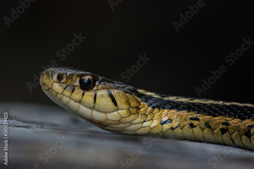 Head of a watersnake on a black background.