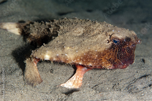 A rare rough back walking batfish (Ogcocephalus parvas) that usually lives at depth to 300m, Dominica photo