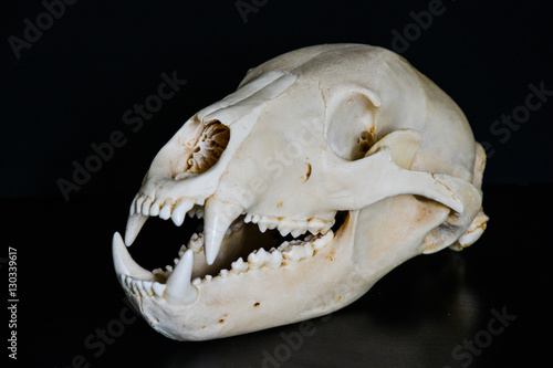 Skull of a bear