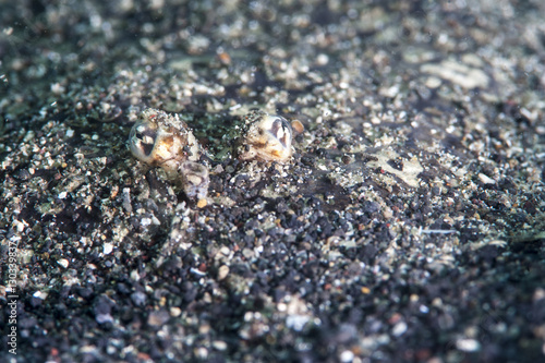 Largescale flounder (Engyprosopon grandisquama), Sulawesi, Indonesia photo