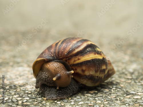 Snail climbing